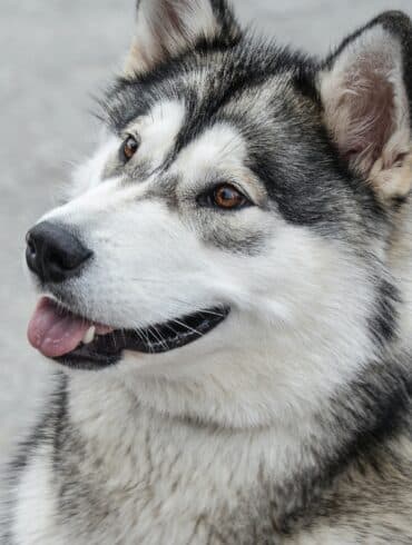Alaskan Malamute