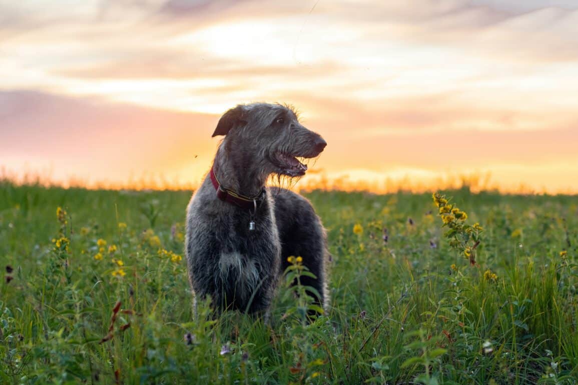 dog playing in field during a sunset