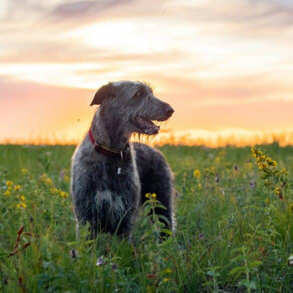 dog playing in field during a sunset