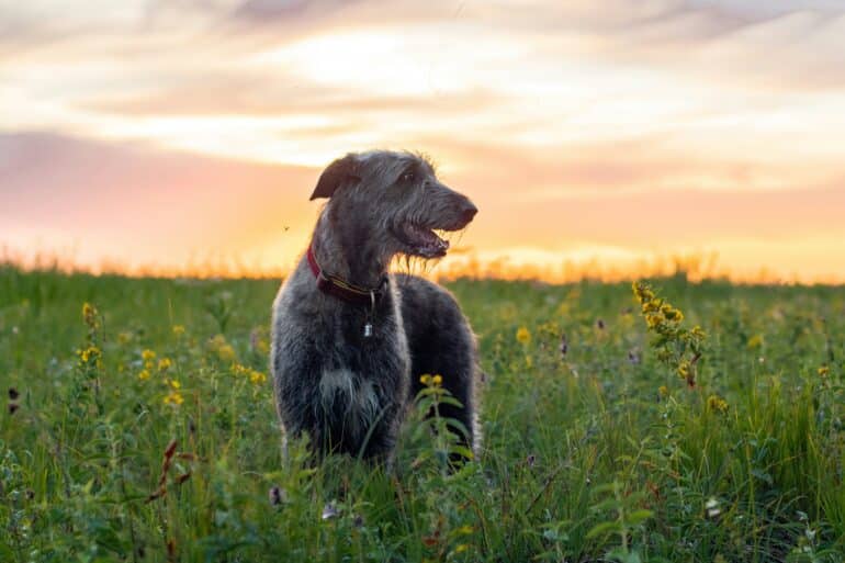 dog playing in field during a sunset