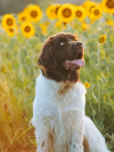 newfoundland dog