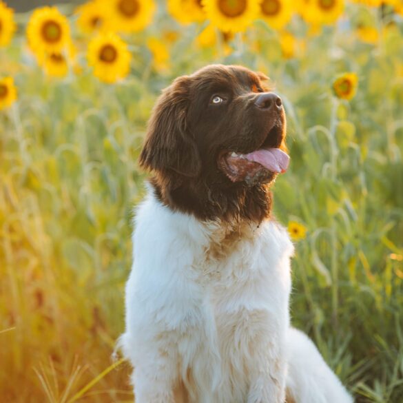 newfoundland dog
