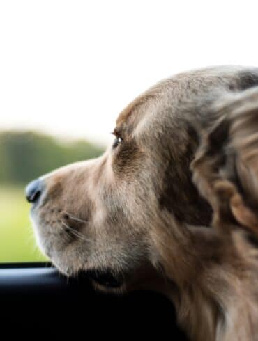 dog looking out closed car window