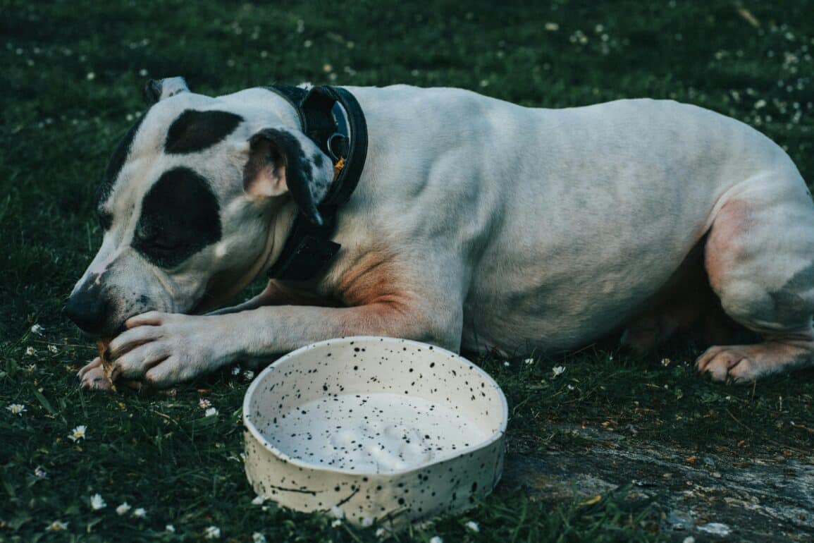 Dog Chewing Rib Bones