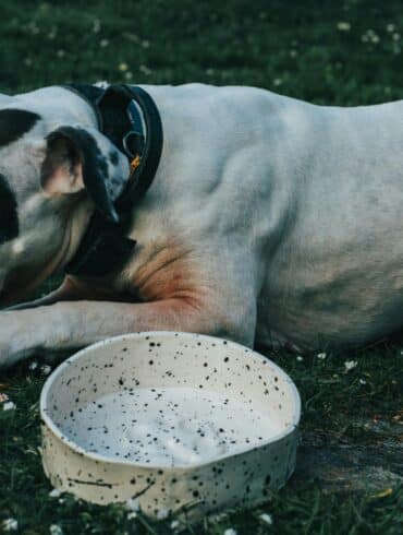 Dog Chewing Rib Bones