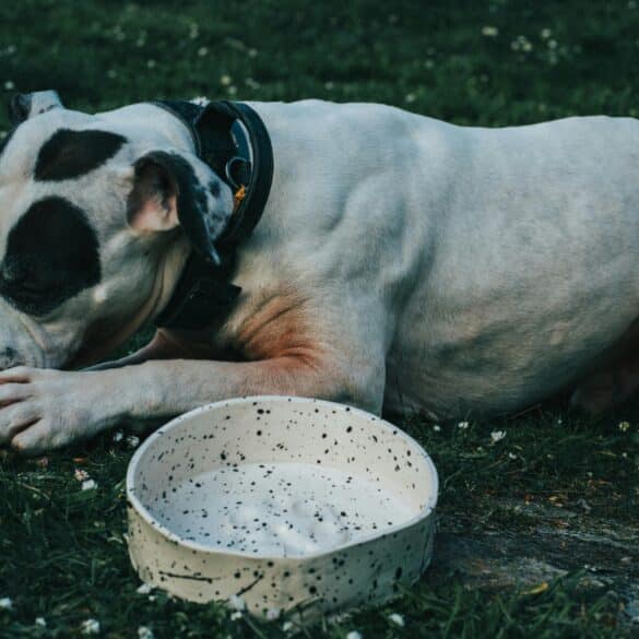 Dog Chewing Rib Bones