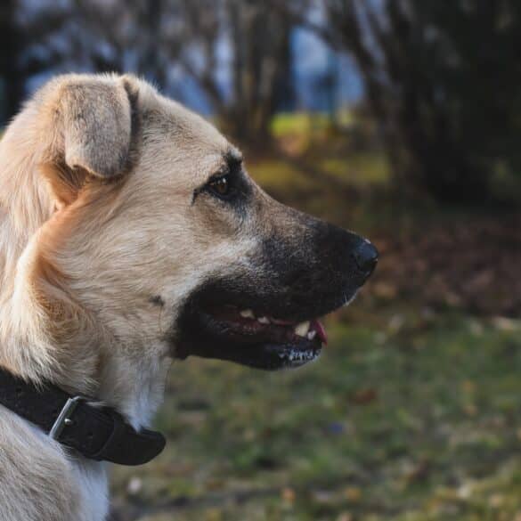 Anatolian Shepherd