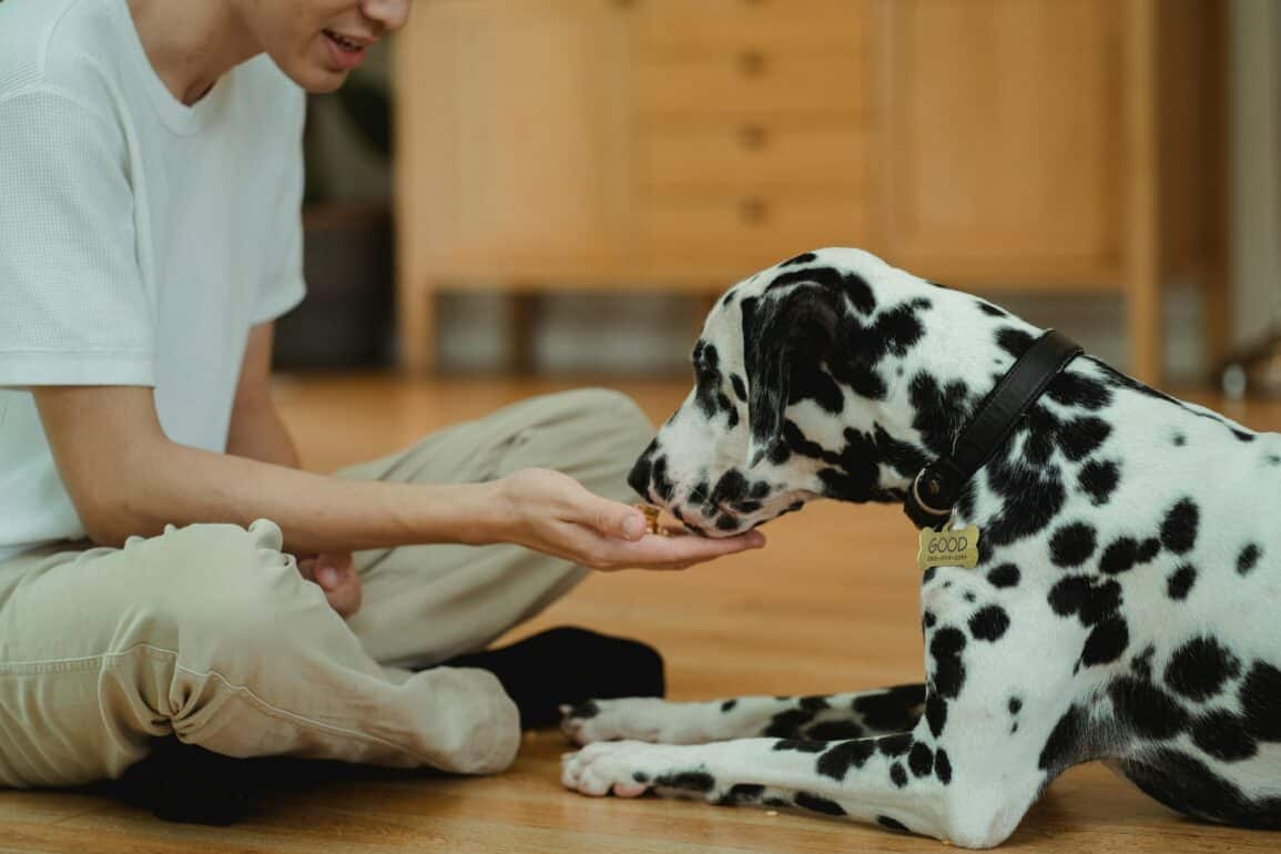 dog eating a treat