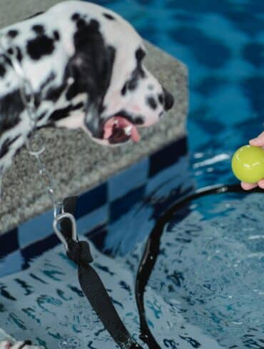 dog playing with unsafe small ball