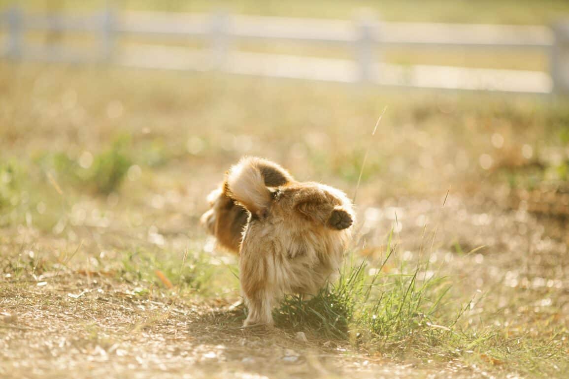 dog peeing outside