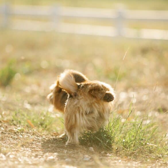 dog peeing outside