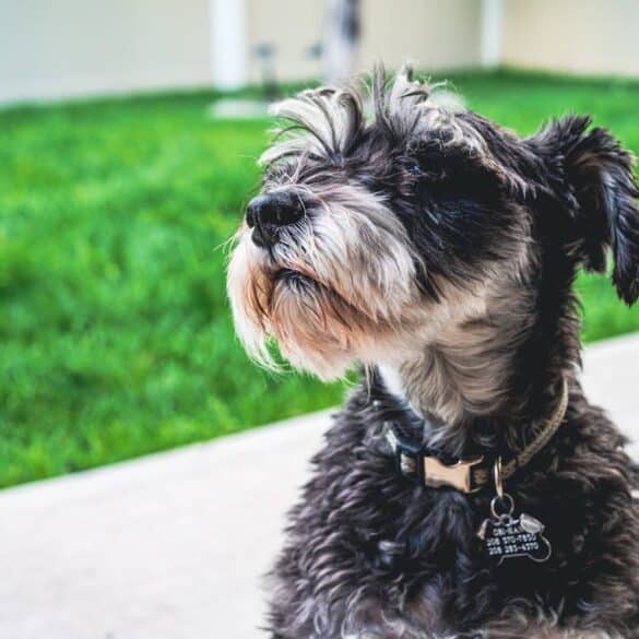 How Wearable Technology is Transforming Dog Ownership