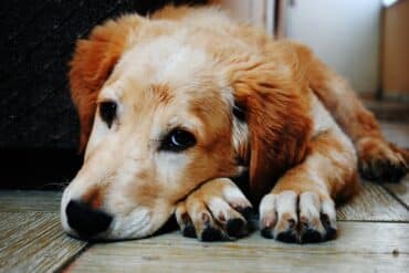 Kennel cough