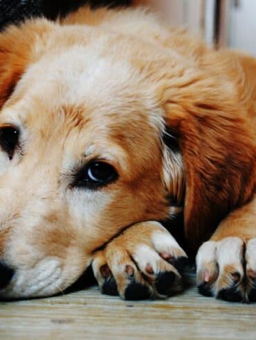 Kennel cough