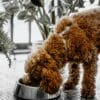 Freeze-Dried Dog Food