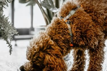 Freeze-Dried Dog Food