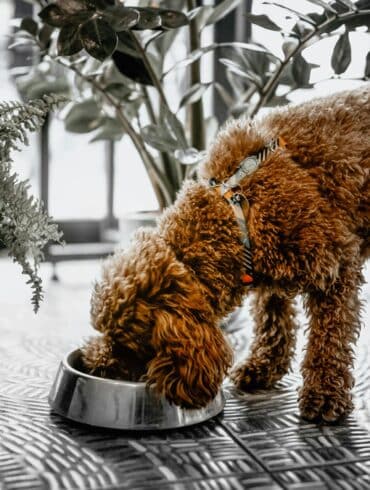 Freeze-Dried Dog Food