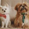How to Reduce Dog Shedding