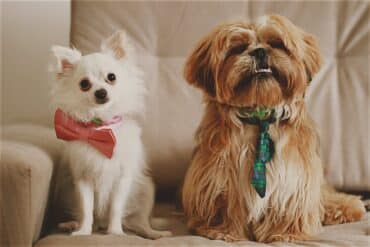 How to Reduce Dog Shedding