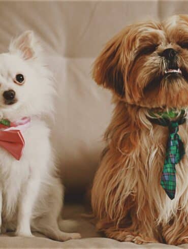 How to Reduce Dog Shedding