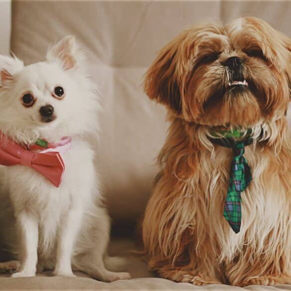 How to Reduce Dog Shedding