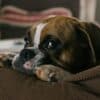 Dog sitting on couch