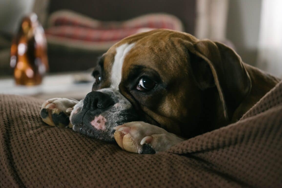Dog sitting on couch