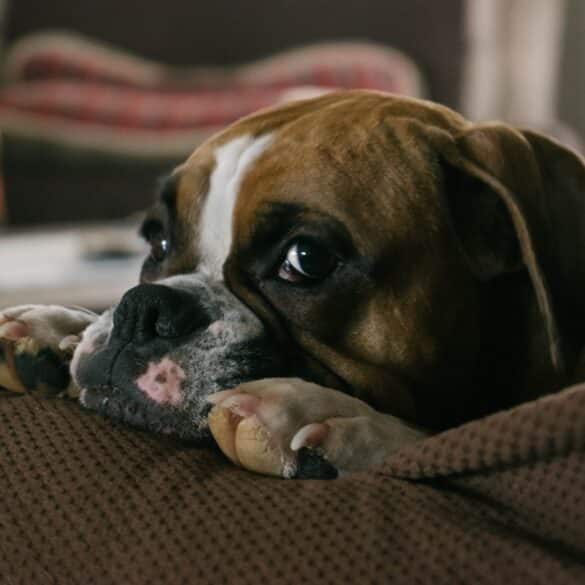 Dog sitting on couch