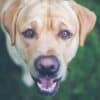 Meet Molly: The Senior Service Dog with Acting Chops
