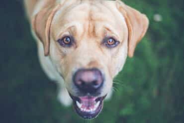 Meet Molly: The Senior Service Dog with Acting Chops