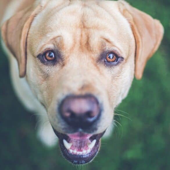 Meet Molly: The Senior Service Dog with Acting Chops