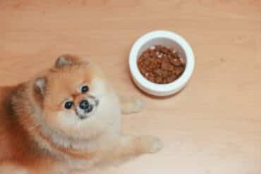 Dog Not Eating