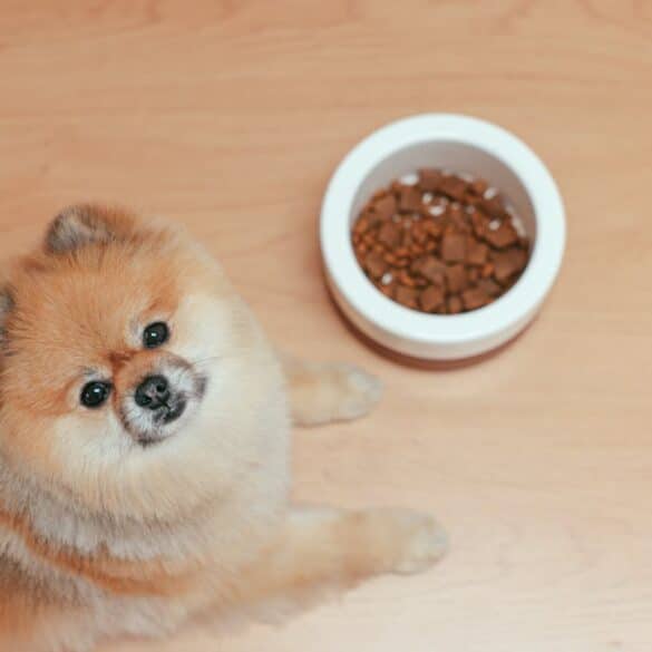 Dog Not Eating