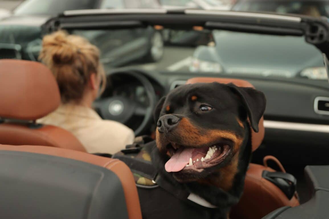 dog riding in car