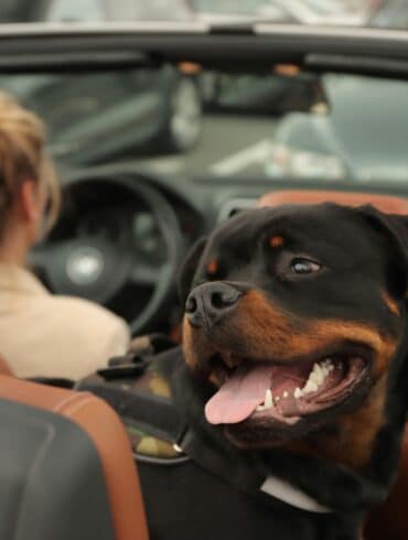 dog riding in car