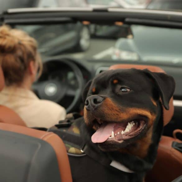 dog riding in car