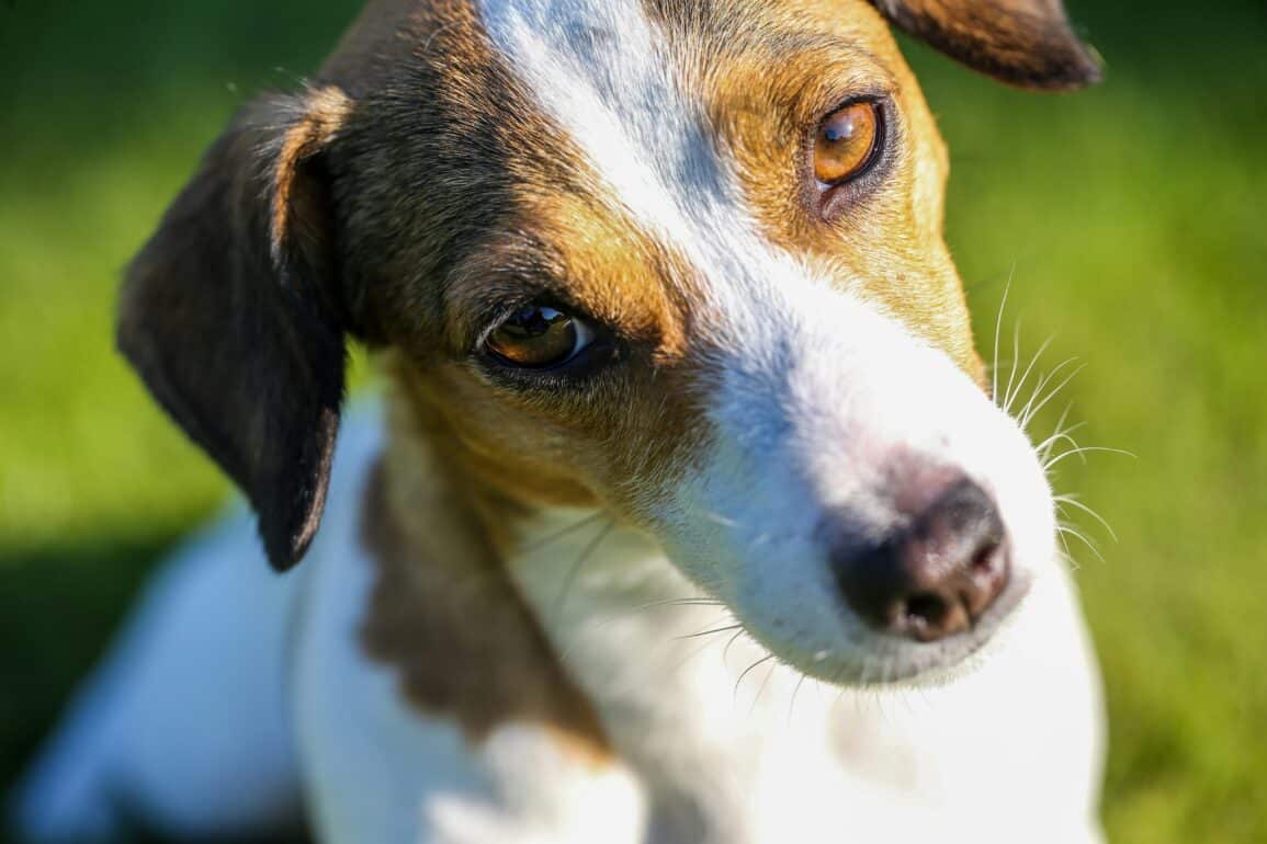 Why-does-my-dog-tilt-its-head