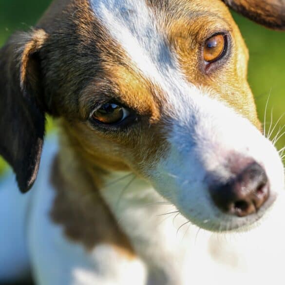 Why-does-my-dog-tilt-its-head