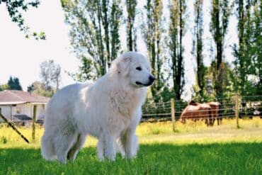 farm dogs
