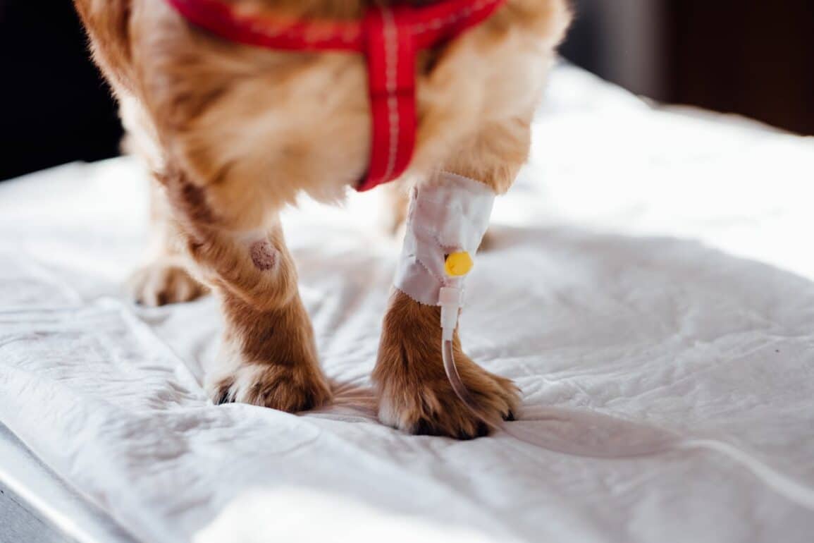 Dog’s Wound Won’t Heal