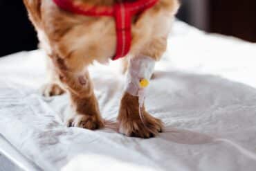 Dog’s Wound Won’t Heal