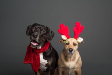 Five-Festive-Dog-Collars-for-the-Holiday-Season