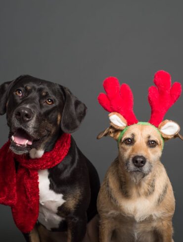 Five-Festive-Dog-Collars-for-the-Holiday-Season