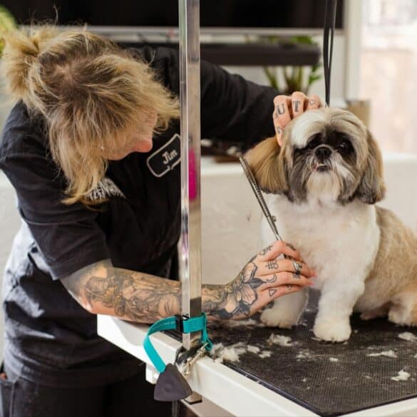 dog at the groomer
