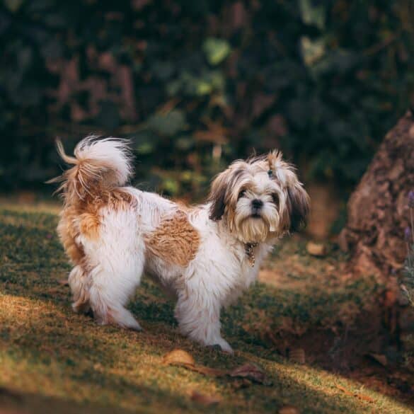 dog in the grass
