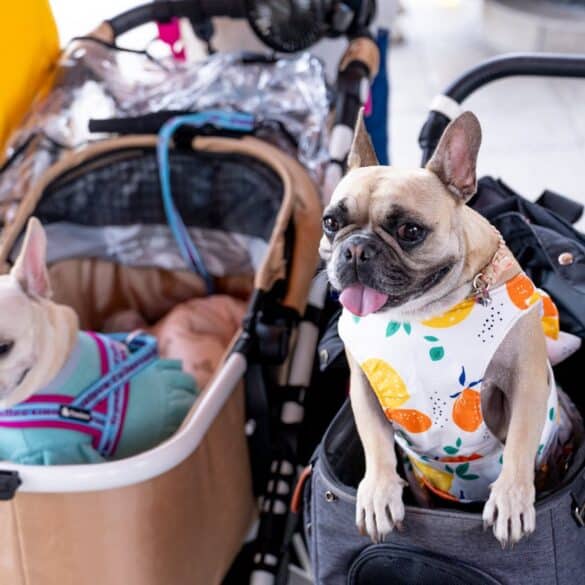 Dog Stroller Boom