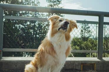 How-to-Stop-Territorial-Barking