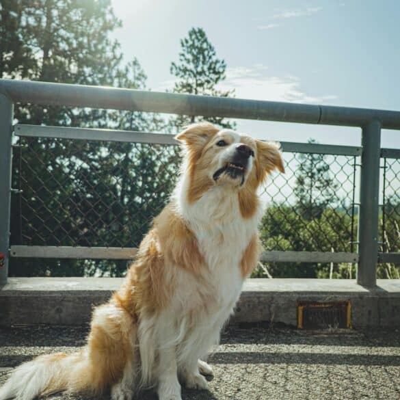 How-to-Stop-Territorial-Barking