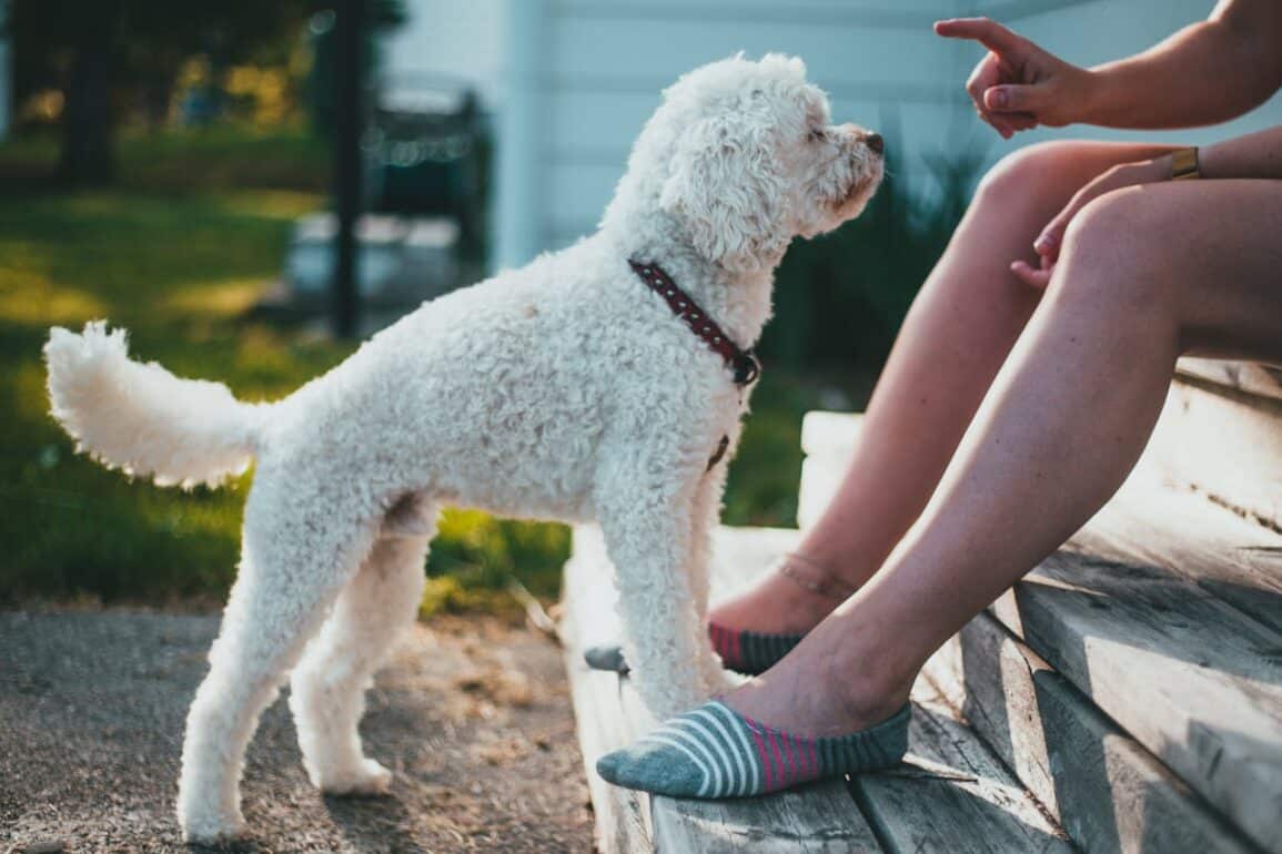Understanding & Fixing Untrained Dog Behaviors