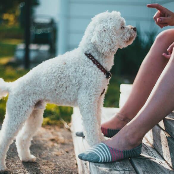 Understanding & Fixing Untrained Dog Behaviors
